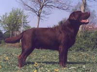 Лабрадор Master of Chocolat Du Taillis Madame