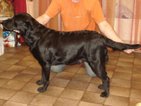 фото черного лабрадора Занни Франческа Дольче Вита