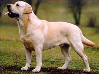 Палевый лабрадор Onegin Herbu Zadora фото