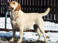 Палевый лабрадор Cyraneczka Herbu Zadora фото