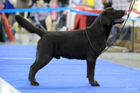 Шоколадный лабрадор Humting Friend Elixir of Success