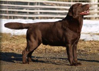 фото лабрадора Tjotte's Lover Under Cover 