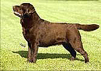 фото лабрадора Lubberline  Pumpernickle 