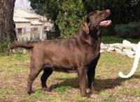 Лабрадор Unbroken Spirit Of Tintagel Winds