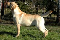 фото палевого лабрадора A'Blizard for Misty Dream