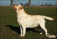 фото палевого лабрадора Divine of Misty Dreams