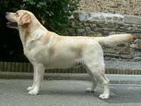 фото палевого лабрадора Unkle Jo De La Legende De La Loutre