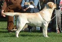 фото палевого лабрадора Carpenny Made The Trip