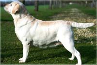 фото палевого лабрадора ZenDen of Misty Dreams