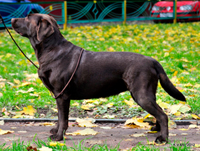 Лабрадор шоколадный Фортуна Шахрияра Румба