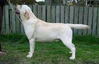 Лабрадор Палевый Lindall Court Masterpiece