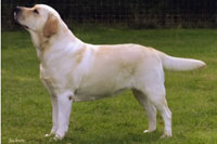 Лабрадор Палевый Foxrush Gissele