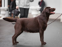 Шоколадный лабрадор Фортуна Шахрияра Чио Чио Сан