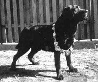 Черный лабрадор Rockystar`s Buckie of Macduff фото