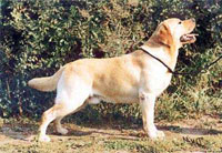 Палевый лабрадор Blondella Butch Cassidy фото