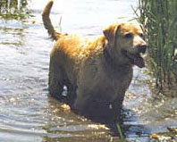 Палевый лабрадор Элзор Юрга Барри  фото