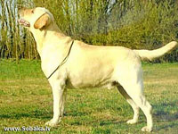 Палевый лабрадор Brencara Johnnie Walker фото