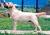 Палевый лабрадор Sexyboy of Francos Valley фото