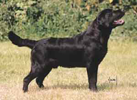 Лабрадор Penny Royal's Dutchman at Farnfield