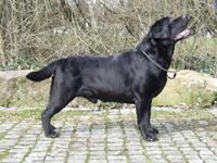 Лабрадор Nantgwyn William at Oakhouse