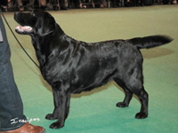 Лабрадор Lindall Double Blue