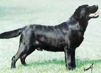 Лабрадор Rocheby Navy Blue