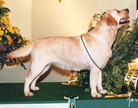 Лабрадор Rocheby Polkadot