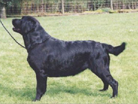 Лабрадор  Foxrush Blue Velvet