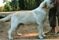 Лабрадор English Touch New Moon