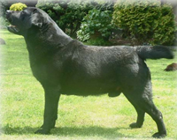 Лабрадор Foulby Regan