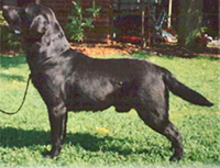 Лабрадор Carpenny Winchester