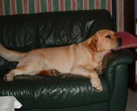 Лабрадор Lembas To The Moon And Back