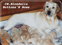 Лабрадор Blondella Buttons&Bows
