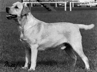 Лабрадор Trenow Brigadier