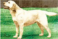 Лабрадор Blondella Balalai'ka