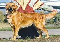 фото голдена Affi Zhacklin Retriever