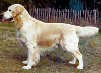 фото голдена Camrose Cabus Christopher