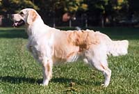 фото голдена Charming Cornflake v.d. Beerse Hoeve