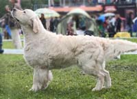 фото голдена D.J. for Piter Evidog