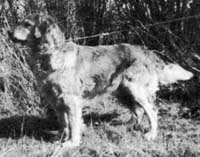 фото голдена Deerflite Headline