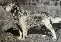фото голдена Dorcas Bruin