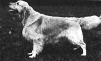 фото голдена Floyd v. d. Beerse Hoeve