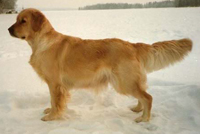 фото голдена Greenglen Golden Gown of Lislone