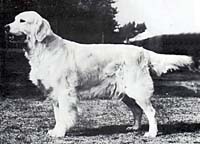 фото голдена Gyrima Wystonia Of Camrose