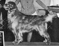 фото голдена Hunts Finnegan