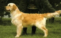 фото голдена Kerrien Churchill of Sansue