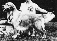 фото голдена Lorinford Lancelot