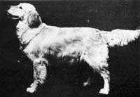 фото голдена Pippa of Westley