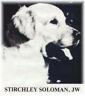 фото голдена Stirchley Soloman