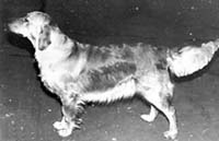 фото голдена Westley Prudence